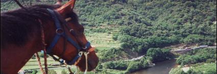 balades à cheval au Mont Ventoux